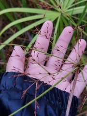 Fimbristylis