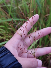 Fimbristylis