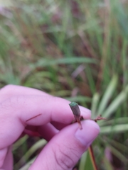 Fimbristylis