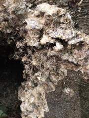 Phlebia radiata