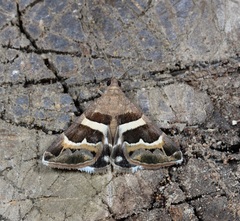 Grammodes stolida