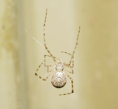 Cryptachaea gigantipes