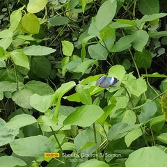 Kallima horsfieldii