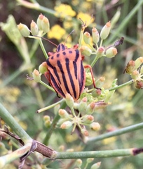 Graphosoma semipunctatum