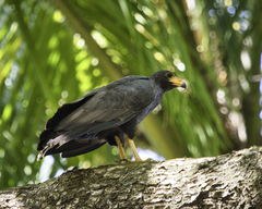 Buteogallus anthracinus