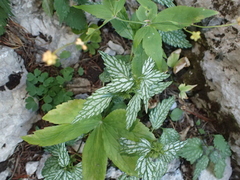 Lamium galeobdolon
