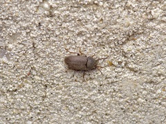 Blapstinus