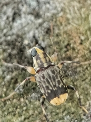 Acorynus pictus