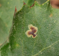 Phyllonorycter belotella