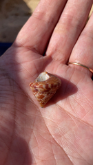 Calliostoma zizyphinum