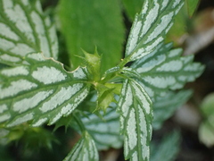 Lamium galeobdolon