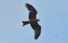 Milvus migrans parasitus