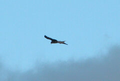 Milvus migrans parasitus