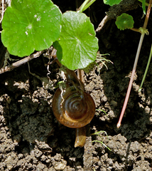 Macrochlamys hippocastaneum