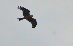 Milvus migrans parasitus