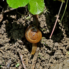 Macrochlamys hippocastaneum