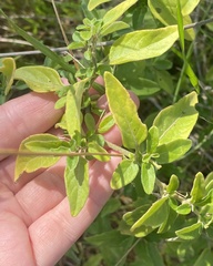 Solanum chenopodioides