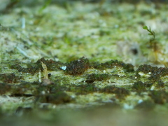 Buxbaumia viridis