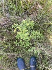 Solanum chenopodioides
