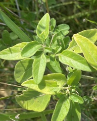 Solanum chenopodioides