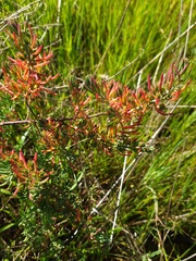 Enchylaena tomentosa