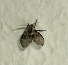 Psychodidae