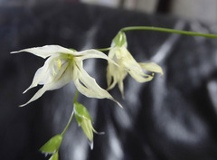 Melasphaerula graminea