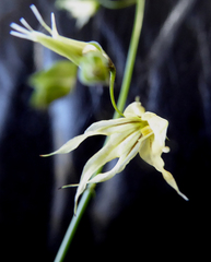 Melasphaerula graminea