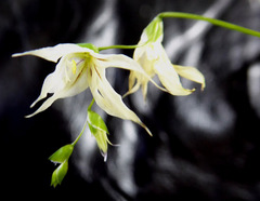 Melasphaerula graminea