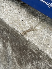 Podarcis muralis