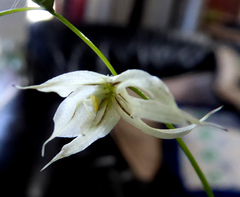 Melasphaerula graminea