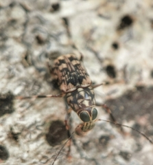 Habrissus