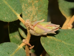 Phyllodiplosis cocciferae