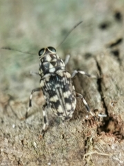 Habrissus