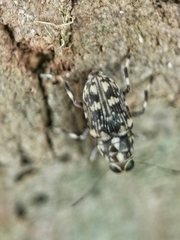 Habrissus