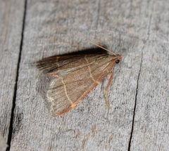 Hypsopygia glaucinalis