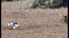 Himantopus leucocephalus
