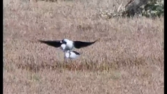 Himantopus leucocephalus