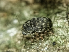 Choraginae