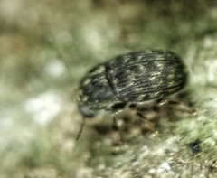 Choraginae