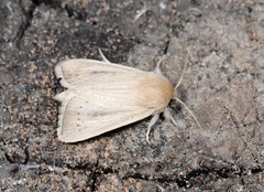 Sesamia nonagrioides