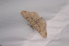Peribatodes rhomboidaria