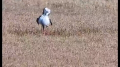 Himantopus leucocephalus