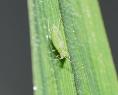 Macrosiphum euphorbiae