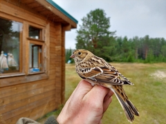 Calcarius lapponicus