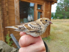 Calcarius lapponicus