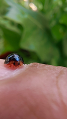 Chilocorus nigritus