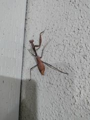 Stagmomantis