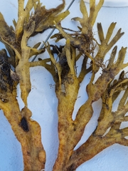 Fucus vesiculosus