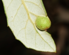 Plagiotrochus australis